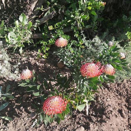 Ocean Room @ 66 Fynbos モーセル・ベイ エクステリア 写真