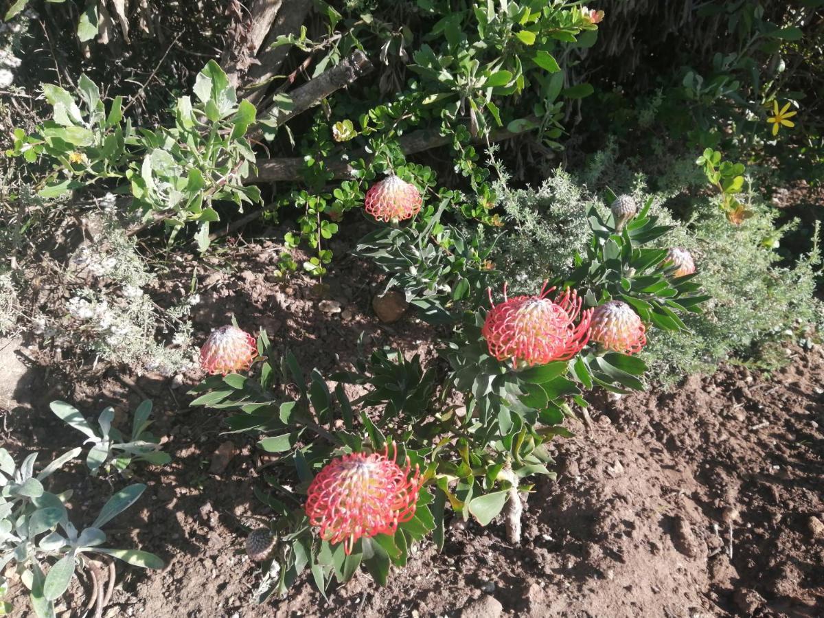 Ocean Room @ 66 Fynbos モーセル・ベイ エクステリア 写真